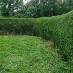 hedges