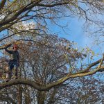 tree pruning