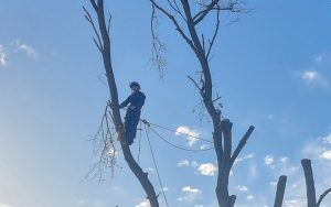 stump removal Ely