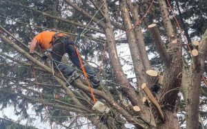 stump removal Ely