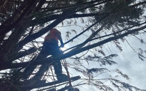 tree4